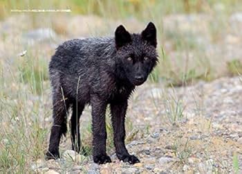 30年にわたる観察で明らかにされたオオカミたちの本当の生活